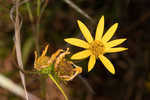 Longleaf sunflower